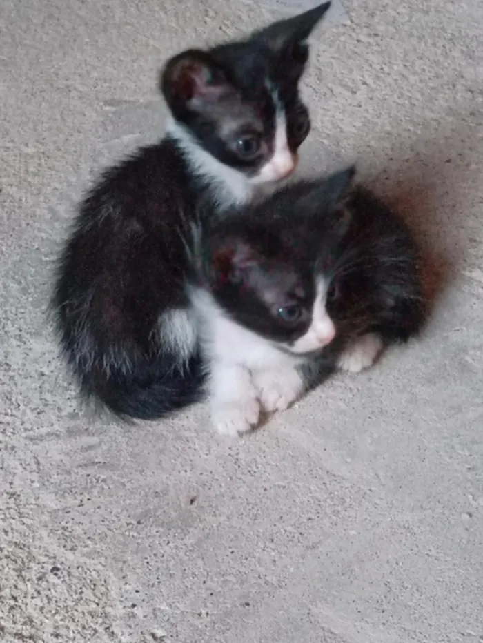 Gato raça SRD-ViraLata idade Abaixo de 2 meses nome bichanos 