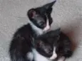 bichanos 