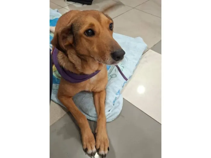 Cachorro raça SRD-ViraLata idade 6 ou mais anos nome Amora