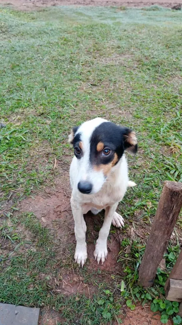 Cachorro raça SRD-ViraLata idade 7 a 11 meses nome manchinha