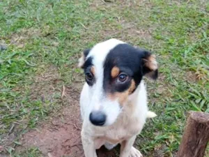 Cachorro raça SRD-ViraLata idade 7 a 11 meses nome manchinha