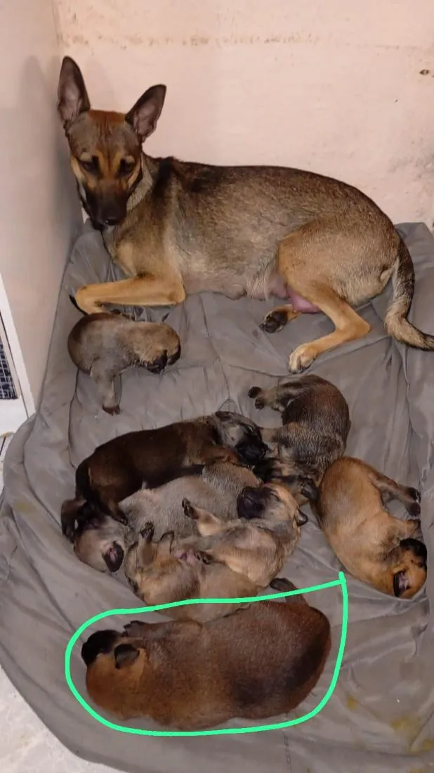 Cachorro raça SRD-ViraLata idade 2 a 6 meses nome sem nome