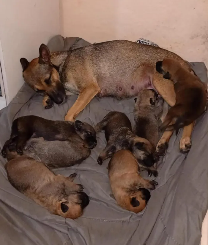 Cachorro raça SRD-ViraLata idade 2 a 6 meses nome sem nome