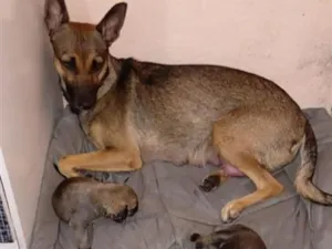 Cachorro raça SRD-ViraLata idade 2 a 6 meses nome sem nome