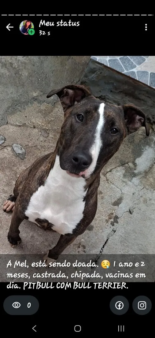 Cachorro raça SRD-ViraLata idade 1 ano nome Mel