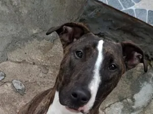 Cachorro raça SRD-ViraLata idade 1 ano nome Mel