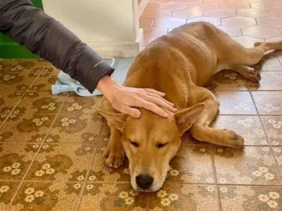 Cachorro raça SRD-ViraLata idade 2 a 6 meses nome Caramela