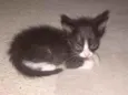 bichano
