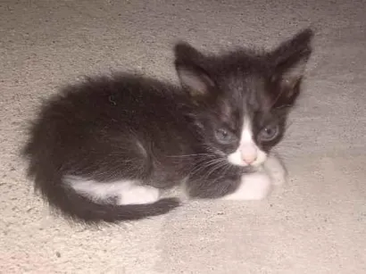 Gato raça SRD-ViraLata idade Abaixo de 2 meses nome bichano