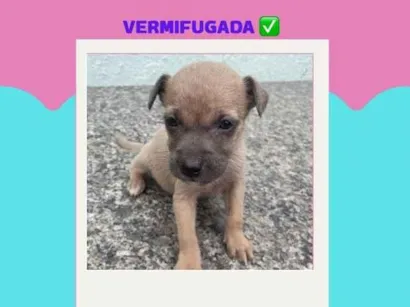Cachorro raça SRD-ViraLata idade Abaixo de 2 meses nome sem nome