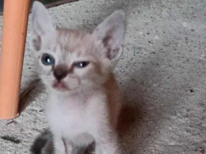 Gato raça SRD-ViraLata idade Abaixo de 2 meses nome neve clara