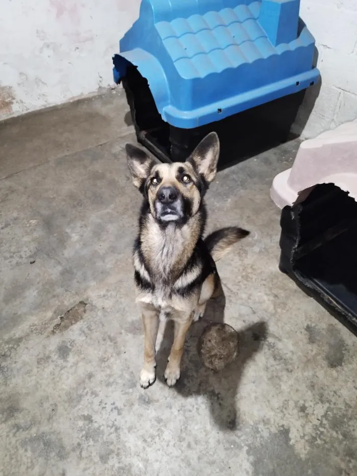 Cachorro raça Pastor Alemão idade 4 anos nome Rock