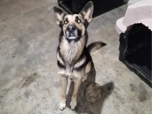 Cachorro raça Pastor Alemão idade 4 anos nome Rock