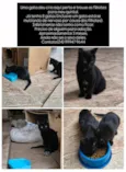 Cirilo,Cisquinho e Cibelle
