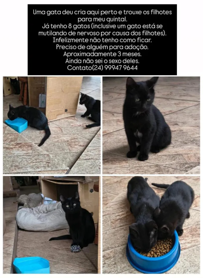 Gato raça SRD-ViraLata idade 2 a 6 meses nome Cirilo,Cisquinho e Cibelle