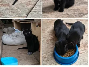 Gato raça SRD-ViraLata idade 2 a 6 meses nome Cirilo,Cisquinho e Cibelle
