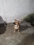 Adreian