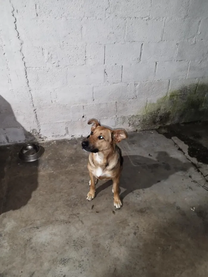 Cachorro raça SRD-ViraLata idade 4 anos nome Adreian