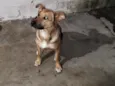Adreian