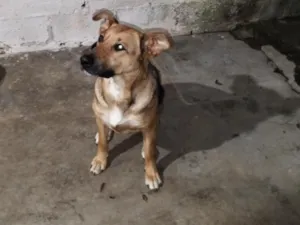 Cachorro raça SRD-ViraLata idade 4 anos nome Adreian