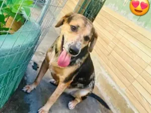 Cachorro raça SRD-ViraLata idade 3 anos nome kevin