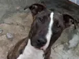 Mel