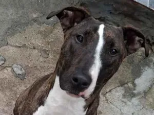 Cachorro raça SRD-ViraLata idade 1 ano nome Mel