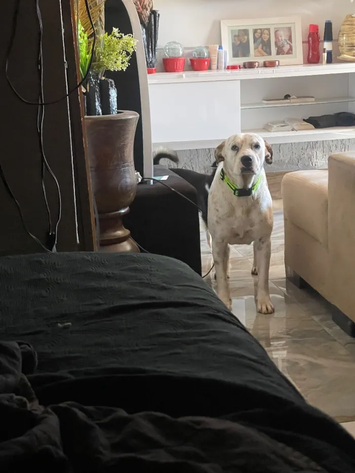 Cachorro raça SRD-ViraLata idade 3 anos nome Cristal
