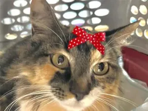 Gato raça SRD-ViraLata idade  nome Meg 