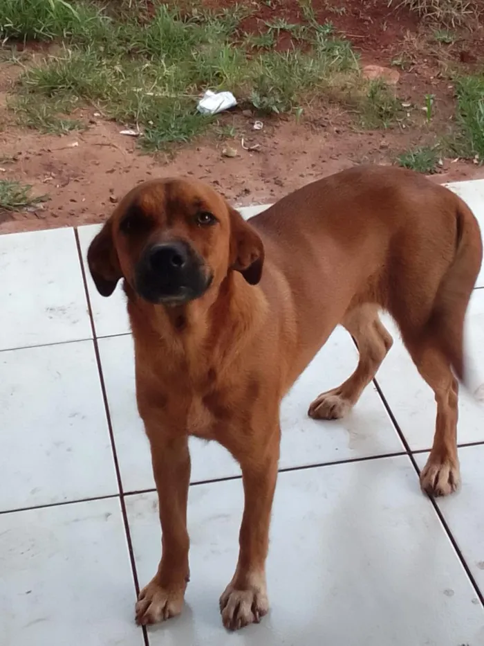 Cachorro raça SRD-ViraLata idade 7 a 11 meses nome Romanoff