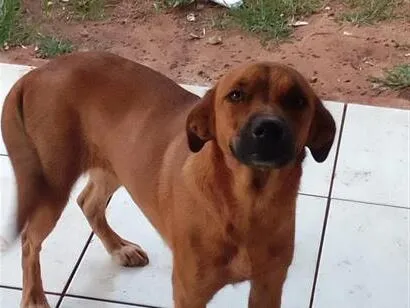 Cachorro raça SRD-ViraLata idade 7 a 11 meses nome Romanoff