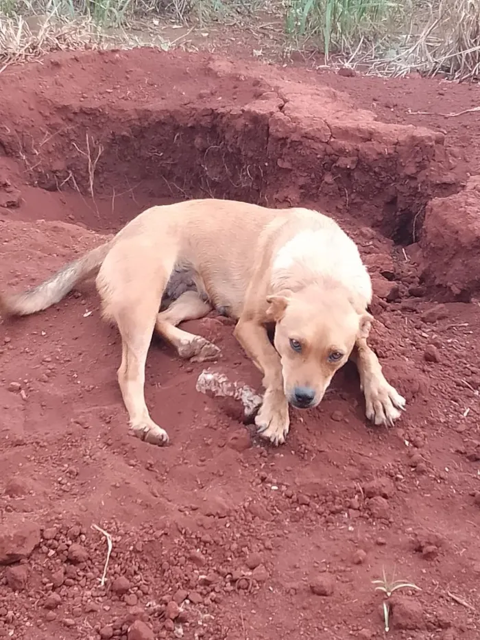 Cachorro raça SRD-ViraLata idade 7 a 11 meses nome Kiara 