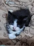 Lia