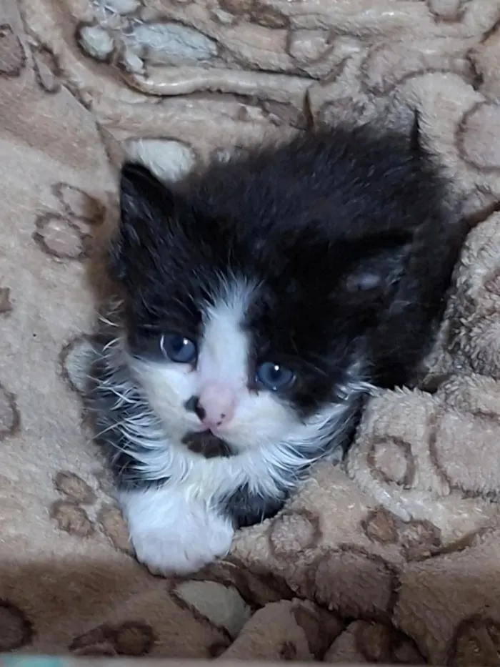 Gato raça SRD-ViraLata idade 2 a 6 meses nome Lia