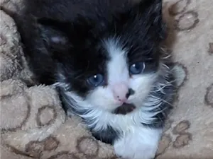 Gato raça SRD-ViraLata idade 2 a 6 meses nome Lia