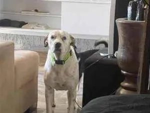 Cachorro raça SRD-ViraLata idade 3 anos nome Cristal