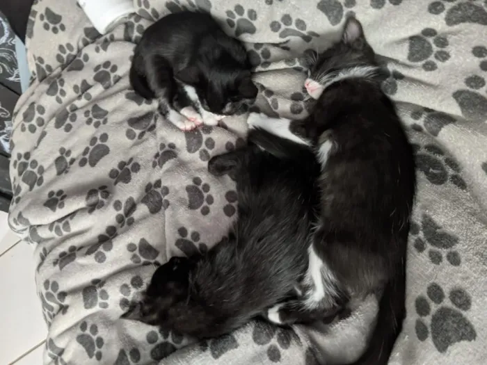 Gato raça SRD-ViraLata idade 7 a 11 meses nome Tobias