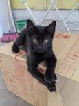 Tobias