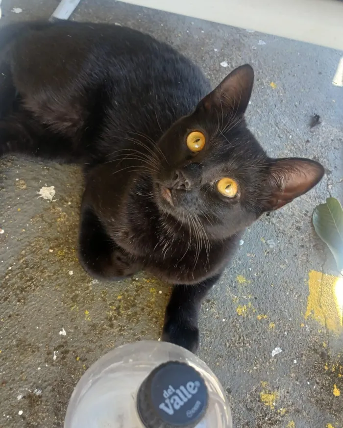 Gato raça SRD-ViraLata idade 7 a 11 meses nome Tobias