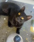 Tobias