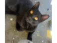 Tobias