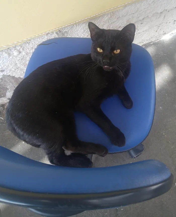 Gato raça SRD-ViraLata idade 7 a 11 meses nome Tobias