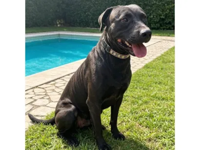 Cachorro raça Pit-Bull idade 1 ano nome Bradock 
