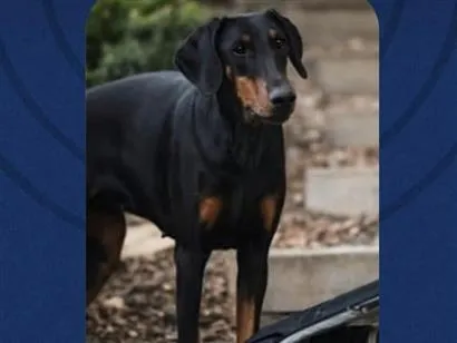 Cachorro raça Dobermann idade 6 ou mais anos nome Eron