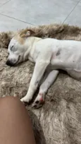 Lexie