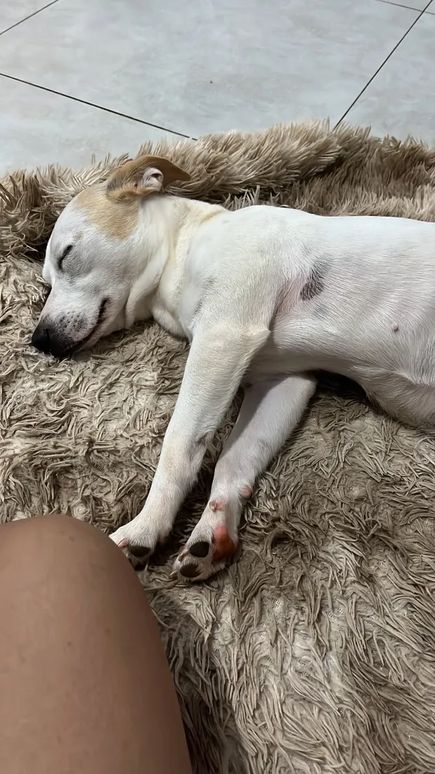 Cachorro raça SRD-ViraLata idade 2 anos nome Lexie