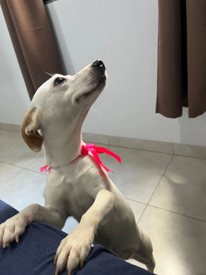 Cachorro raça SRD-ViraLata idade 2 anos nome Lexie