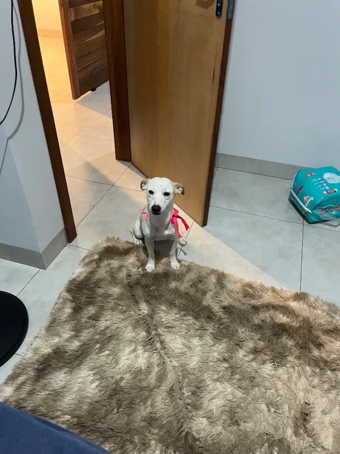 Cachorro raça SRD-ViraLata idade 2 anos nome Lexie