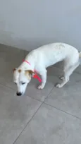 Lexie