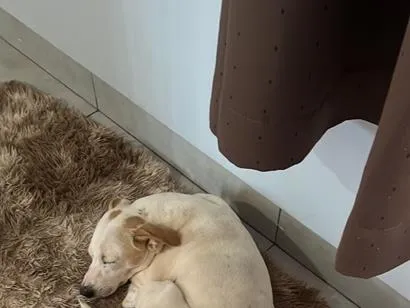 Cachorro raça SRD-ViraLata idade 2 anos nome Lexie